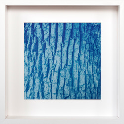[自然肖像]樹木現代藝術室內植物植物藍色 第7張的照片