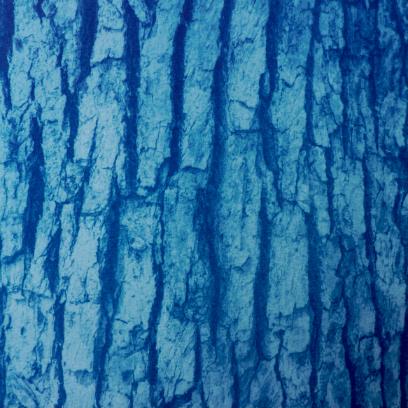 [自然肖像]樹木現代藝術室內植物植物藍色 第6張的照片