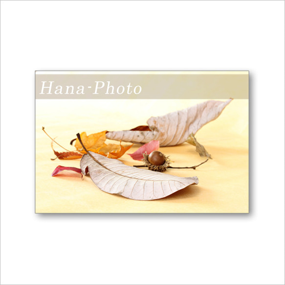 1607) 小さい秋見つけた！スズメウリ・イガグリ・どんぐり・烏瓜     ポストカード5枚組　 3枚目の画像