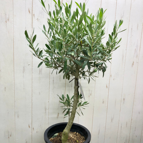 オリーブ　SOUJU シプレッチーノ① 現品 オリーブ souju シプレッシーノ（チプレッシーノ）7号 その他