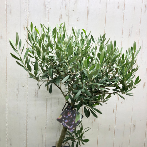 オリーブ　SOUJU シプレッチーノ① 現品 オリーブ souju シプレッシーノ（チプレッシーノ）7号 その他