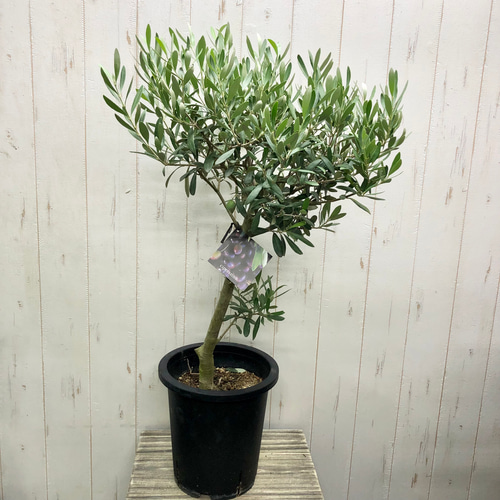 最終値下げ　オリーブ　チプレッシーノ　シプレッシーノ　souju 7号 現品 オリーブ souju シプレッシーノ（チプレッシーノ）7号