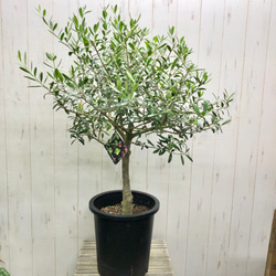 現品 幹真っ直ぐ オリーブの木 オリーブ souju ネバディロ