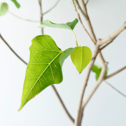 8/18撮影 希少 フィカス ランフィ 観葉植物 大型 室内 その他