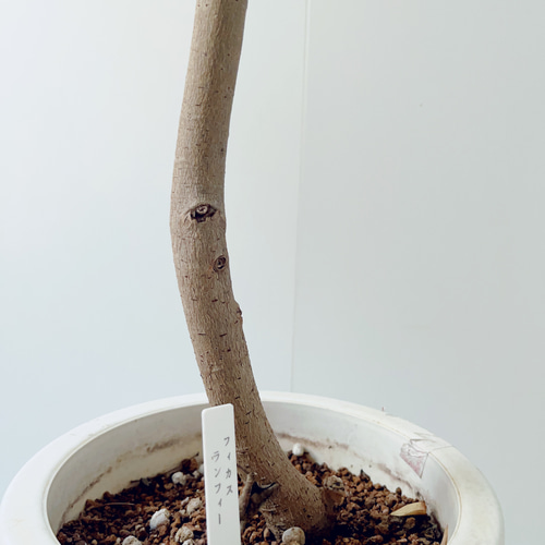 8/18撮影 希少 フィカス ランフィ 観葉植物 大型 室内 その他