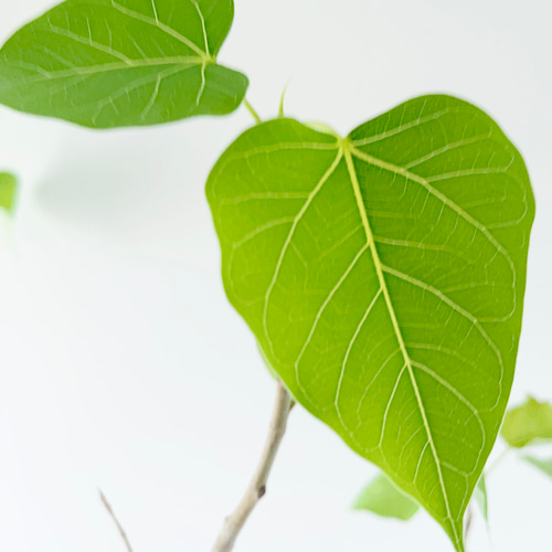 8/18撮影 希少 フィカス ランフィ 観葉植物 大型 室内 その他