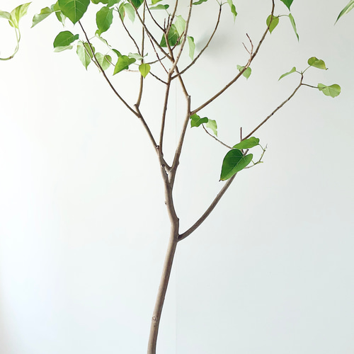 8/18撮影 希少 フィカス ランフィ 観葉植物 大型 室内 その他