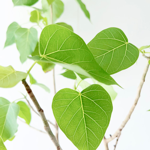 8/18撮影 希少 フィカス ランフィ 観葉植物 大型 室内 その他