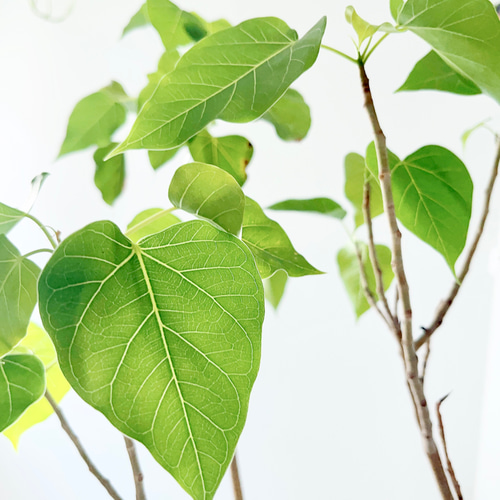 8/18撮影 希少 フィカス ランフィ 観葉植物 大型 室内 その他