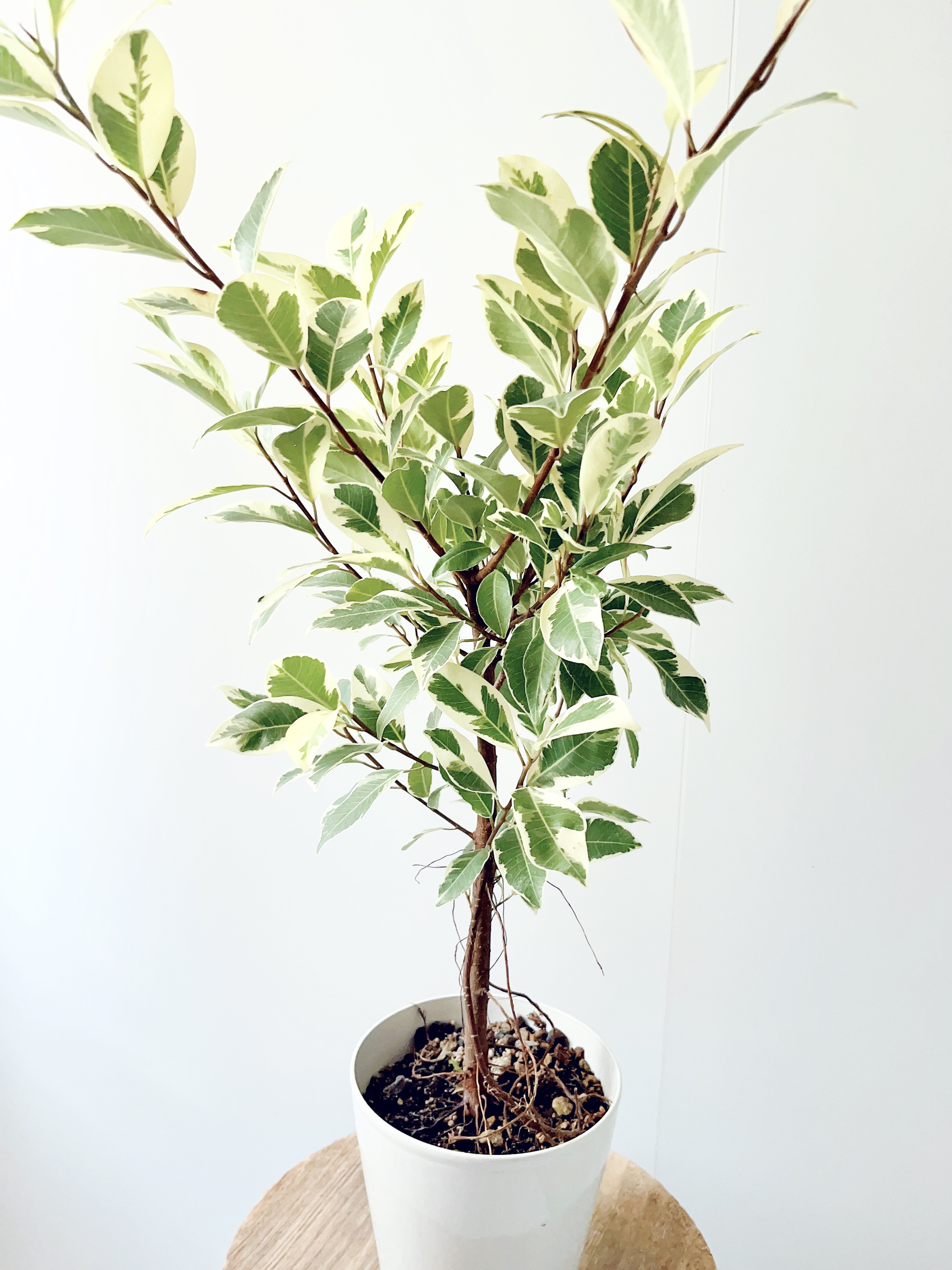 ガジュマル　斑入り2種　フィカス　観葉植物　インテリア ガジュマル 斑入り2種 フィカス 観葉植物 インテリア （PLANCHU