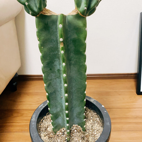 現品］柱サボテン 鬼面角 8号 観葉植物 棘無し サボテン プラ鉢