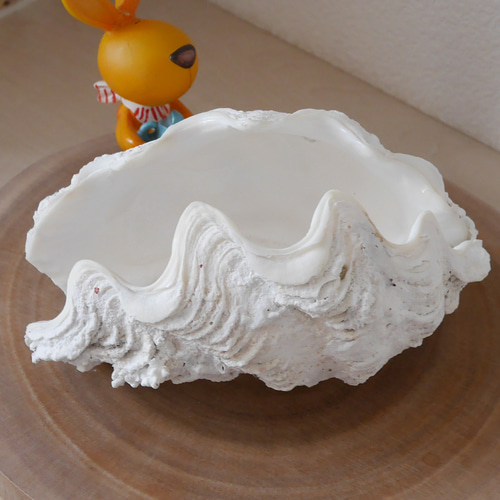 宮古島産 天然 シャコ貝 2枚1組 Sサイズ 素材販売 花器 貝殻 シェル