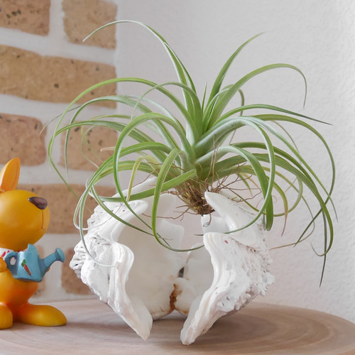 宮古島産 天然 シャコ貝 2枚1組 Sサイズ 素材販売 花器 貝殻 シェル