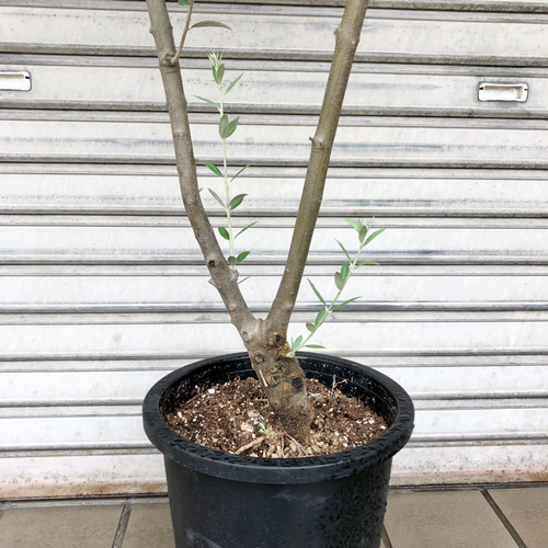 現品］【希少】☆数量限定☆ 59番 創樹 オリーブ セント