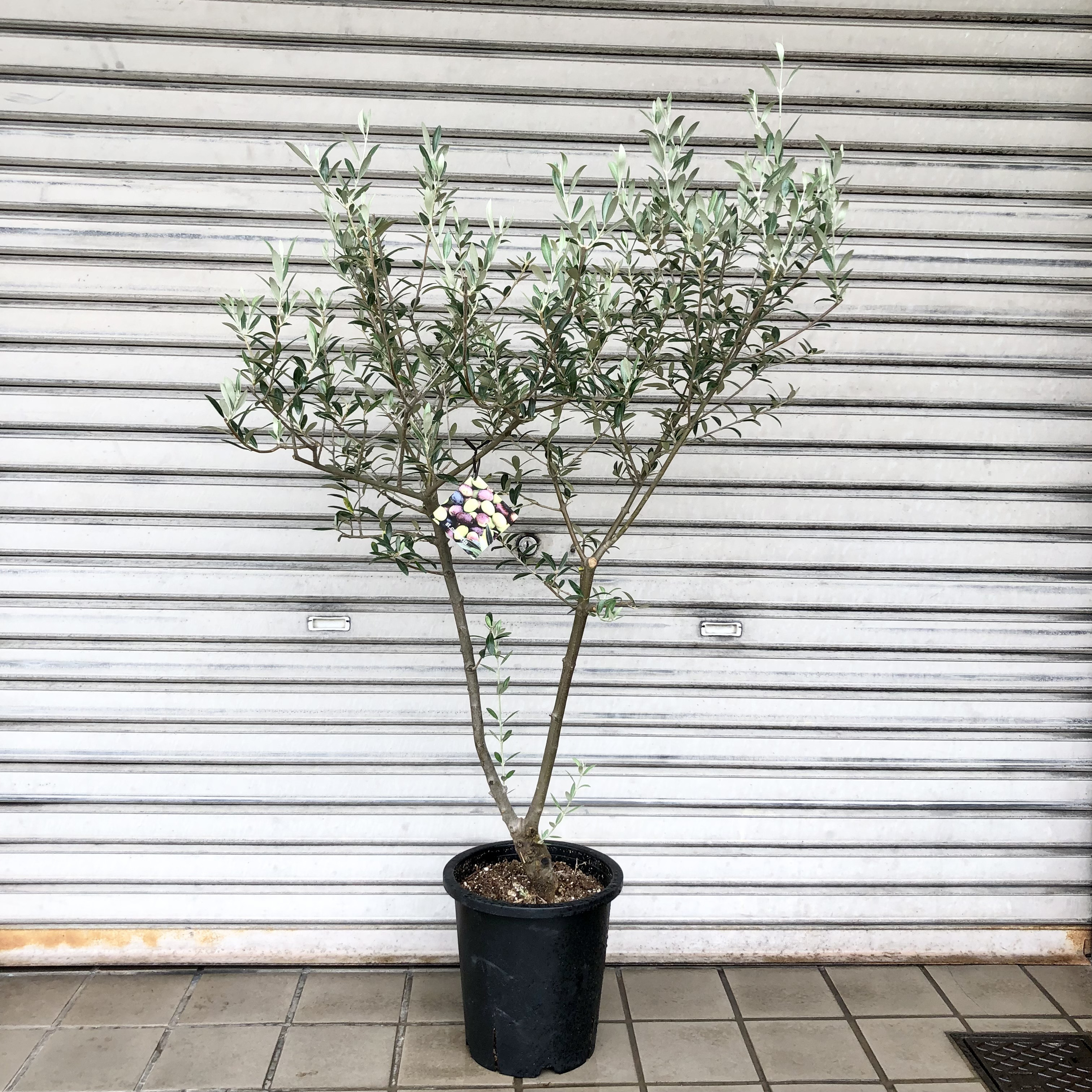 現品］【希少】☆数量限定☆ 59番 創樹 オリーブ セント