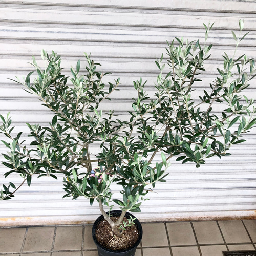 現品］【希少】☆数量限定☆ 59番 創樹 オリーブ セント