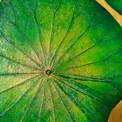 【受注1】【一点もの】オシャレでユニークな蓮の葉ハッピーアート: The beauty of lotus leaf. 2枚目の画像