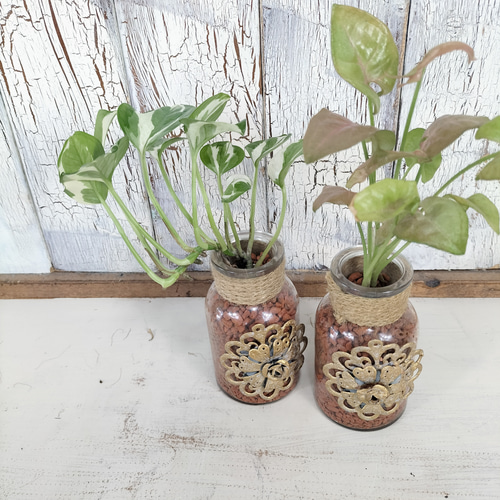 ステータス レインボー ボトルプランツ　観葉植物