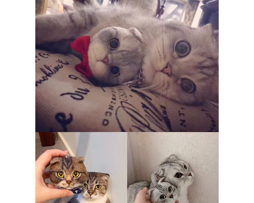 楽天市場】うちの子 犬 猫 写真入り ハンドタオル セット タオル