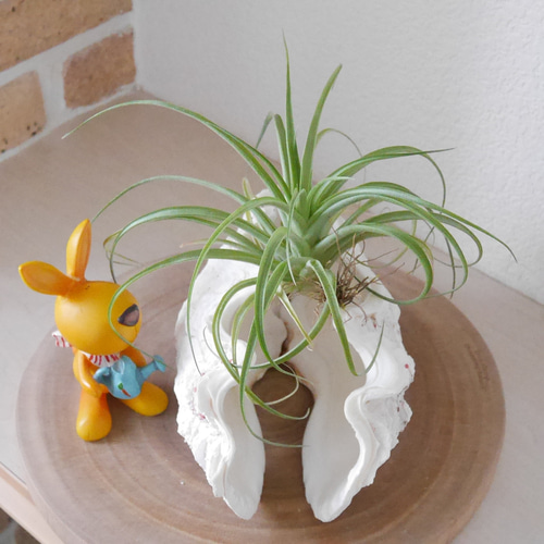 宮古島産 天然 シャコ貝 2枚1組 Sサイズ 素材販売 花器 貝殻 シェル