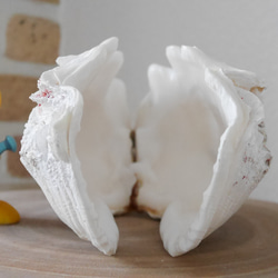 宮古島産 天然 シャコ貝 2枚1組 Sサイズ 素材販売 花器 貝殻 シェル おうちグリーン インテリア Ｒ5-3 10枚目の画像