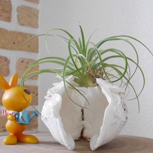 宮古島産 天然 シャコ貝 2枚1組 Sサイズ 素材販売 花器 貝殻 シェル