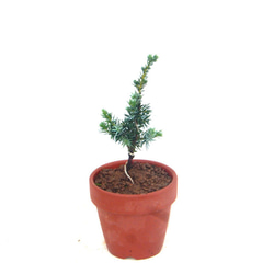 大盃 皐月 さつき サツキ 盆栽 小品盆栽 ミニ盆皐月盆栽 送料無料 盆栽