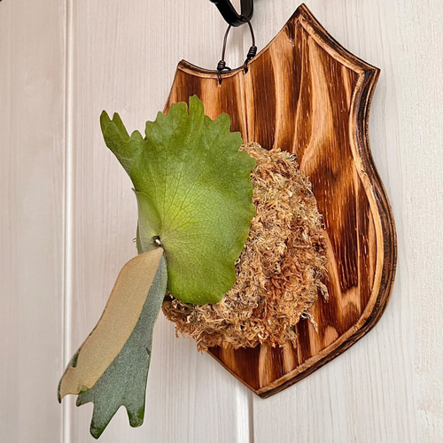 ビカクシダ ウィリンキー 板付 観葉植物 wi03 インテリア 壁掛け 着生