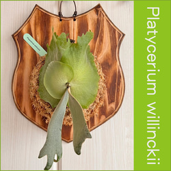 ビカクシダ ウィリンキー 板付 観葉植物 wi03 インテリア 壁掛け