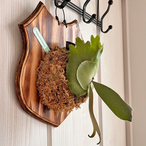 大型 ビカクシダ ウィリンキー コルク 板付け インテリア Playcerium willinckii ビカクシダ ウィリンキー コルク板付け