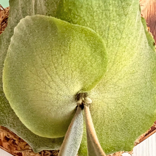 ビカクシダ 壁掛け用　ウィリンキー ビカクシダ 壁掛け用 ウィリンキー ビカクシダ ウィリンキー