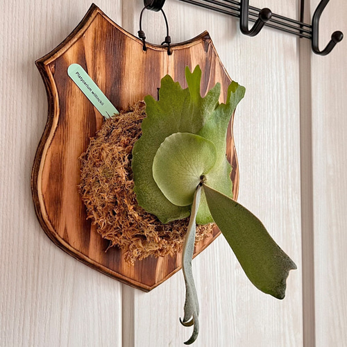 ビカクシダ 壁掛け用　ウィリンキー Amazon｜【おしゃれな壁掛け観葉植物】ビカクシダ ウィリンキー