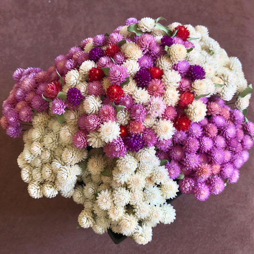 松本優 ビックコミックスピリッツ 直筆サイン入りチェキ