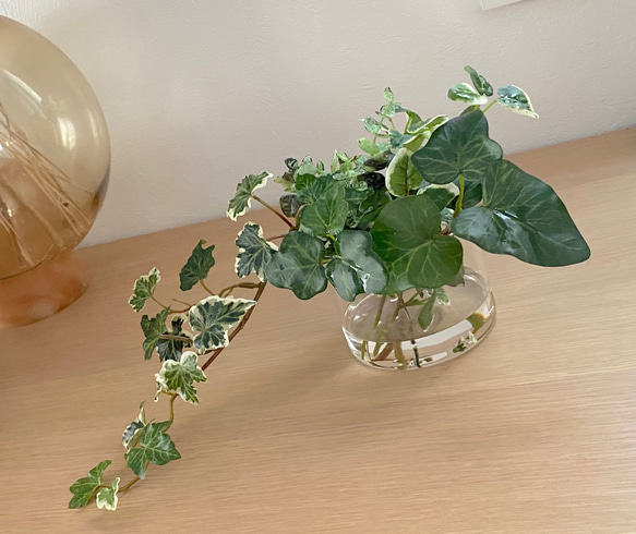 【再販】■ 本物そっくり枯れない観葉植物■ フェイクグリーン　葉　水　ガラス瓶　ショップインテリア　ディスプレイ 1枚目の画像