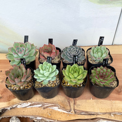 マディバ 大株 6鉢セット ※鉢のまま発送 ！【多肉植物】【観葉植物