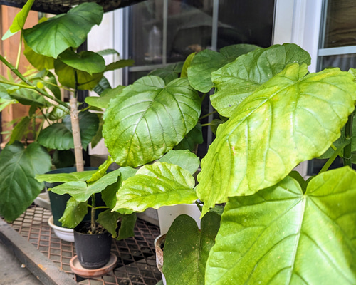 大苗♥　ウンベラータ　フィカス　観葉植物 　ウンベラータ苗木　ゴムの木 Amazon｜フィカス ウンベラータ ゴムの木 10号 大鉢 観葉植物
