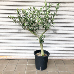 おしゃれ 観葉植物 選べる：オリーブの木 ルッカ 7号*現品 SOUJU