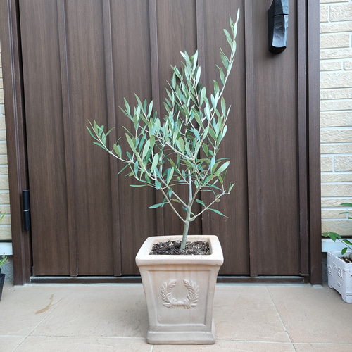 オリーブの木 エルグレコ テラコッタ鉢植え 苗 シンボルツリー-
