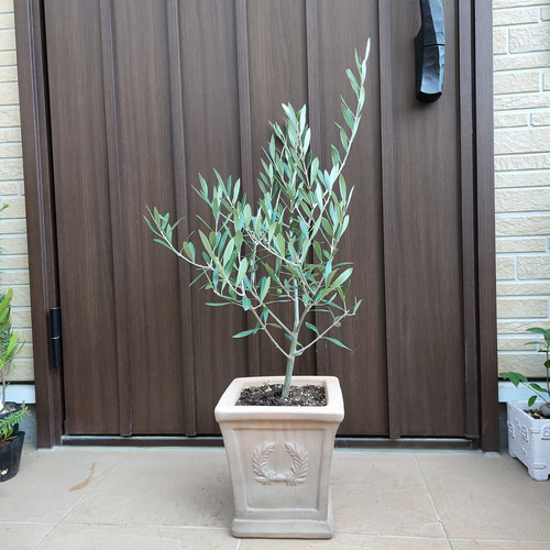 オリーブの木 エルグレコ スクエア型テラコッタ鉢植え 苗 シンボル ...