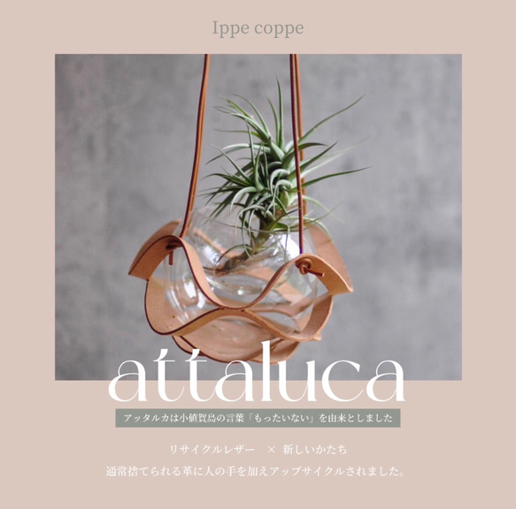 植物ハンガー【attaluca】アッタルカ | エアプランツハンガー | ハンキングプランター | かわいい 1枚目の画像