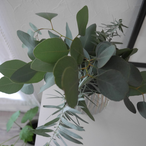 ユーカリスワッグ ユーカリのスワッグ - Plants Cafe コハルビヨリ