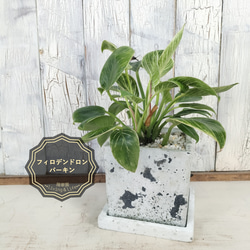 アフェランドラ シルバークラウド/ホヤ コンパクタ 2個セット 観葉植物