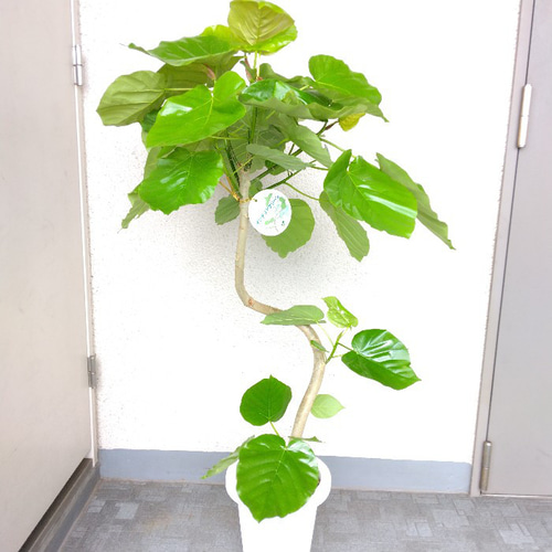 観葉植物｜フィカス ウンベラータ 曲がり 10号【THE GOOD FLOWER
