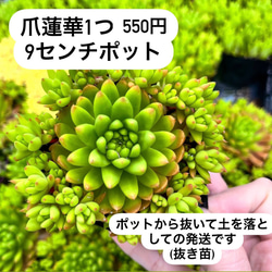 〜多肉植物寄せ植え〜爪蓮華(多肉植物苗発送)土は落とします！ 1枚目の画像