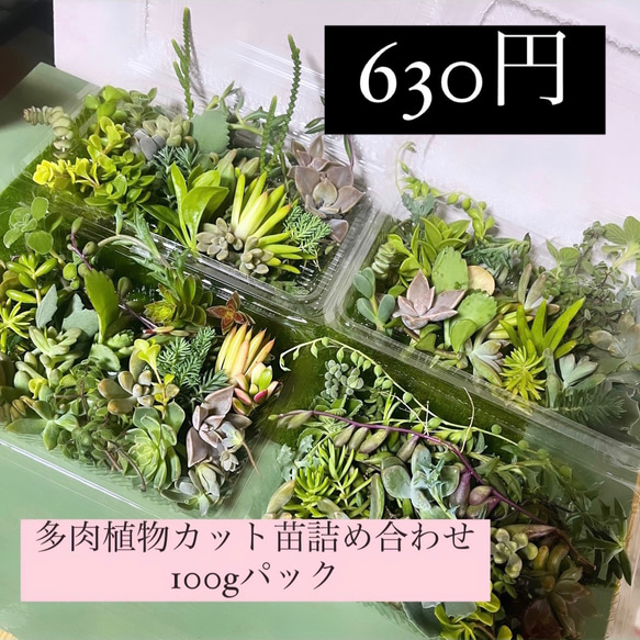 〜多肉植物カット苗〜色々セット100g(フードパック発送)630円 1枚目の画像