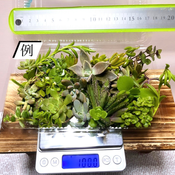 〜多肉植物カット苗〜色々セット100g(フードパック発送)630円 7枚目の画像