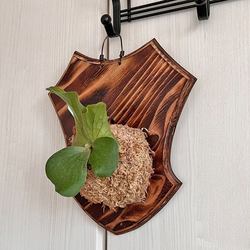 ビカクシダ エレファントティス コウモリラン 板付 観葉植物 子株 壁