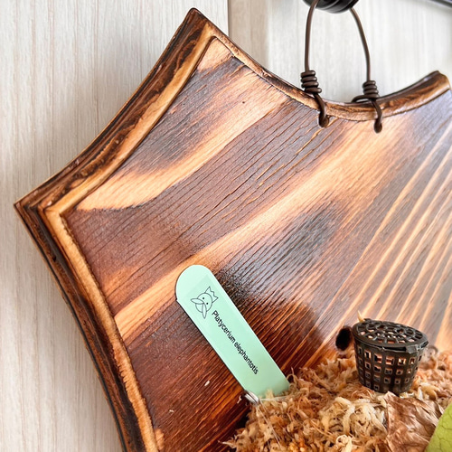 ビカクシダ エレファントティス コウモリラン 板付 観葉植物