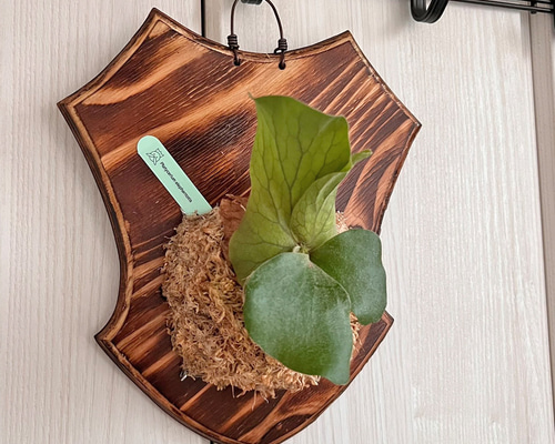 板付 観葉植物 超美形株から外した大きめ子株♫〖ビカクシダ