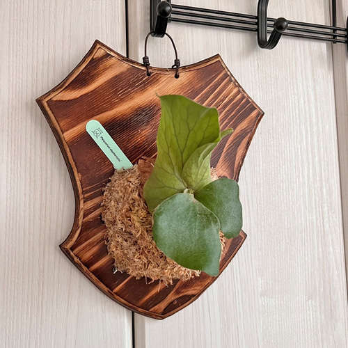ビカクシダ エレファントティス コウモリラン 板付 観葉植物